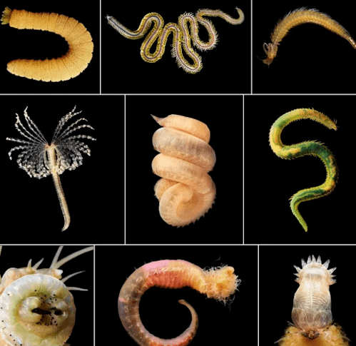 Types d'helminthes