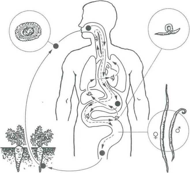 Les principales formes de pénétration des parasites dans le corps humain