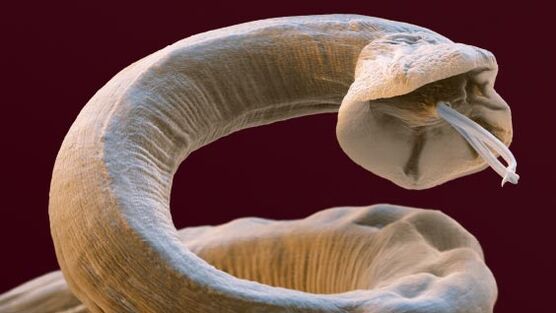 Parasites au sein d'une personne
