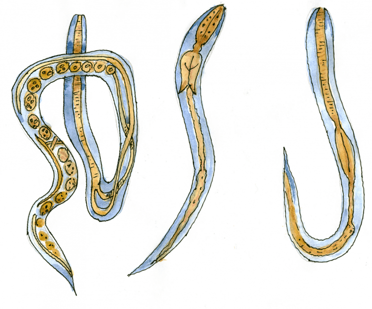 Ugrica intestinale
