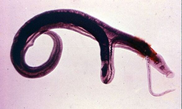 Les schistosomes sont l’un des parasites les plus courants et les plus dangereux. 